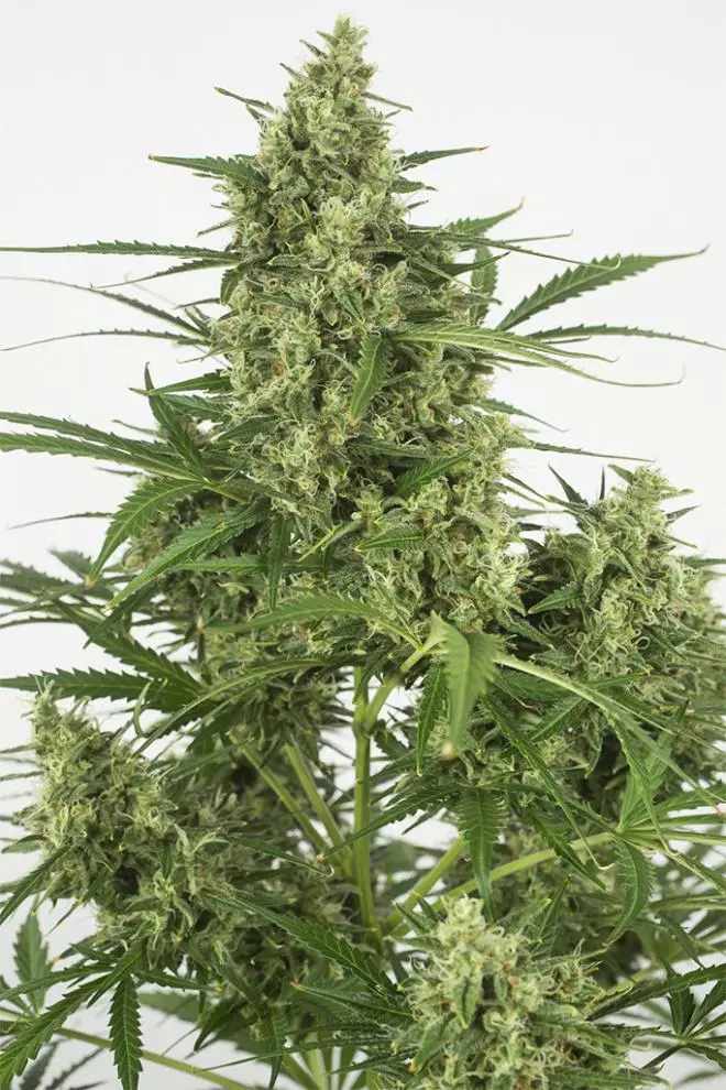 Critical 2.0 Auto 5pk